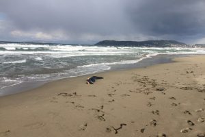 Bursa Mudanya'da sahilde kadın cesedi bulundu