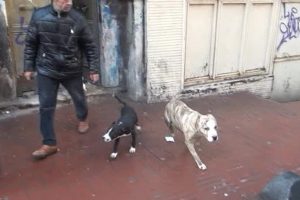 Taksim'de metruk binada d&ouml;v&uuml;ş k&ouml;pekleri bulundu