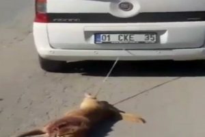 Metrelerce s&uuml;r&uuml;kledi! Tam anlamıyla 'canilik'