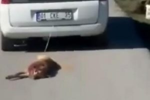 K&ouml;peği arabaya bağlayıp s&uuml;r&uuml;kledi