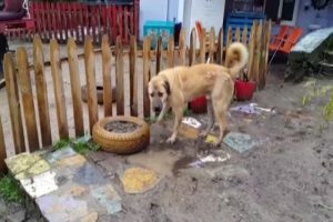 "Kuyu" K&ouml;pek kurtarılmasından bir sene sonra g&ouml;r&uuml;nt&uuml;lendi