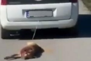 K&ouml;peğini aracın arkasında s&uuml;r&uuml;kleyen s&uuml;r&uuml;c&uuml;n&uuml;n cezası belli oldu
