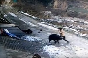 Yaban domuzu k&ouml;yde dehşet sa&ccedil;tı: 1 &ouml;l&uuml;, 1 yaralı