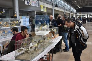 Bursa'da Kuş tutkunlarını buluşturan fuar