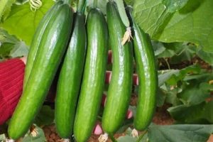 Enflasyon rakamları a&ccedil;ıklandı