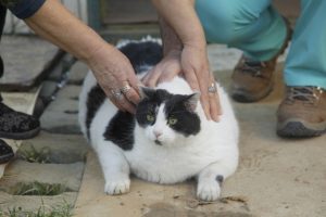 18 kiloluk kedi i&ccedil;in seferber oldular