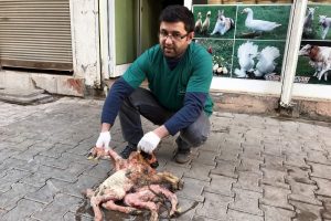 8 ayağı var: G&ouml;renler şaşkına d&ouml;nd&uuml;