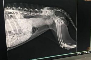 B&uuml;y&uuml;k vicdansızlık! K&ouml;peğin bağırsaklarını...