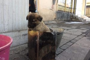 Soba k&ouml;z&uuml;nde ısınan yavru k&ouml;peğe şefkat eli