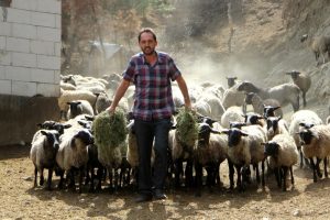 Bursa Damızlık Koyun Keçi Birliği Başkanı'ndan "300 koyun projesi" açıklaması