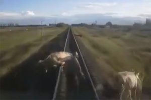 Hayvanlarını kurtarmak isterken...