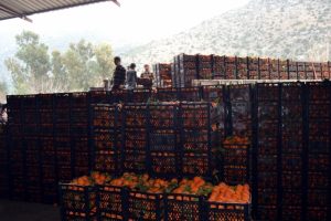 Mehmetçiğe 60 ton portakal