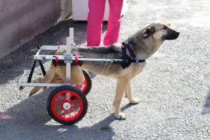 Engelli k&ouml;pekler y&uuml;r&uuml;te&ccedil;le hayata tutundu