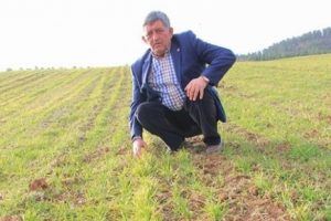 Bursa'da buğdaylar kuraklıktan sararmaya başladı