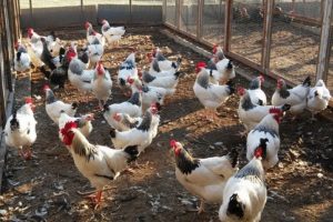 Bursa'da üniversiteden organik tavuk ve yumurta