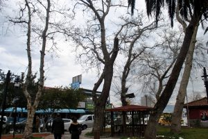 Bursa'da kuruyan dev ağaçlar tehlike saçıyor