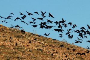 Y&uuml;zlerce karga g&ouml;ky&uuml;z&uuml;nde s&uuml;z&uuml;ld&uuml;