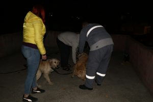 K&ouml;peklerini kemerle d&ouml;ven şahıs g&ouml;zaltında