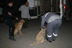G&ouml;zaltına alınmıştı! Cezalandırmak i&ccedil;in kırba&ccedil;lamış