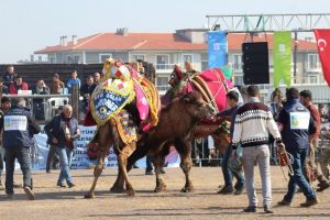 Deve G&uuml;reşi Festivali'ne yoğun ilgi
