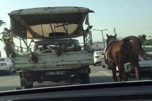 Kamyonetin arkasına bağlayıp koşturdu!