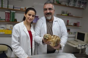 Yaralı şahine ameliyatla platin takıldı