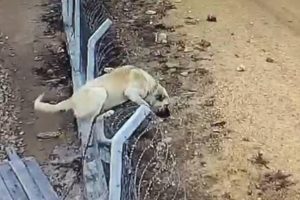 K&ouml;peğin hırsızlara karşı amansız m&uuml;cadelesi