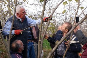 Fındıkta bilin&ccedil;li budamanın meyveleri bu yıl alınacak