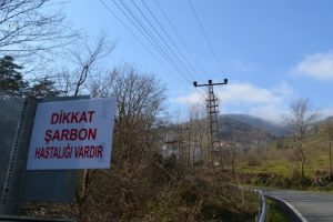 Trabzon'da şarbon tehlikesi