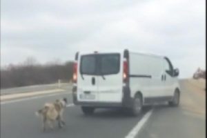 Köpeği kamyonetin arkasına bağlayıp, sürükledi!