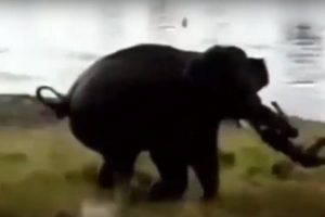 Filin saldırısına uğrayan adam hayatını kaybetti