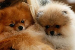Kedi ve k&ouml;peklere 'mikro&ccedil;ipli' kimlik
