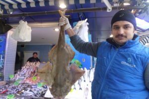 Bursa'da balık&ccedil;ı ağlarına k&ouml;pekbalığı takıldı