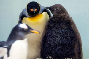 K&uuml;resel ısınma kral penguenleri de tehdit ediyor