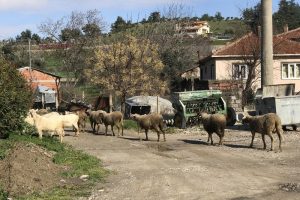 87 hayvan telef oldu: 43 k&ouml;y karantina altında