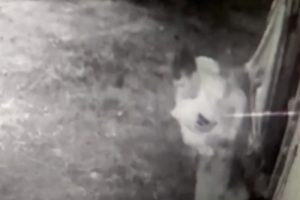 İnek hırsızları jandarmaya yakalandı