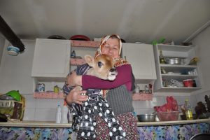 Bursa'da premat&uuml;re buzağıyı evinde besliyor