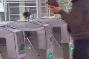 Kabadayı karga ge&ccedil;işe izin vermedi