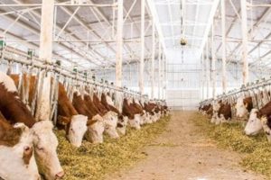 Bursa Yenişehir İznik S&uuml;t &Uuml;retici Birliği'nden mali genel kurul toplantısı