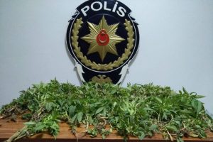 Tokat'ta uyuşturucu operasyonu: 12 g&ouml;zaltı