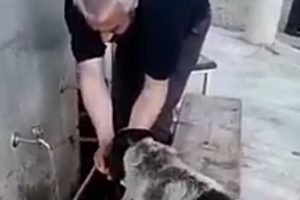 Abdest alırken elleriyle k&ouml;peğe su i&ccedil;irdi