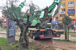 Bursa'da asırlık  zeytin ağacı yeni toprağıyla buluştu