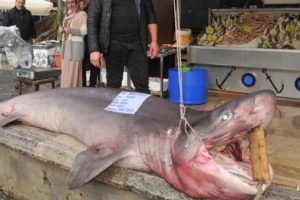 Oltasına takılan 450 kiloluk k&ouml;pekbalığını d&uuml;kkanında sergiliyor