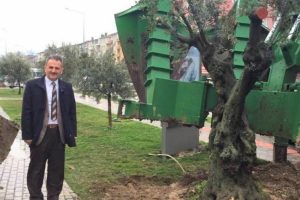 Bursa'da asırlık zeytin ağacı yeni toprağıyla buluştu
