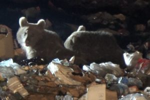 Boz ayıların uyku d&uuml;zeni bozuldu