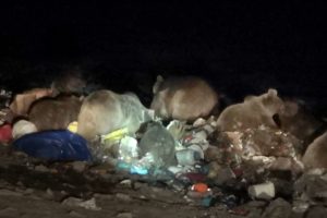 Boz ayıların uyku d&uuml;zeni bozuldu