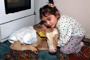 Premat&uuml;re buzağı 'S&uuml;tla&ccedil;'a &ccedil;ocuğu gibi bakıyor