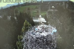 Leylekler Vadisi konuklarını ağırlamaya başladı