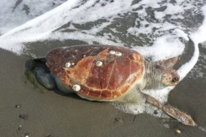 Yalova sahilinde caretta caretta bulundu