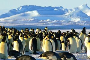 Antartika'da 1,5 milyonluk yeni penguen s&uuml;r&uuml;s&uuml; keşfedildi